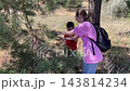 Girl examines plant, Young girl and boy inspect plant with detailed focus in natural environment, Two children closely examine leaves and seeds of shrub under dappled sunlight near pine tree 143814234