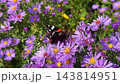 A Red Admiral butterfly spreading its wings on bright purple aster blossoms while feeding on nectar in a sunny autumn garden. High quality 4k footage 143814951