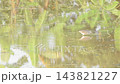 pond heron bird hunting for shellfish by pinch in water on paddy field in evening 143821227