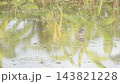 pond heron bird hunting for shellfish by pinch in water on paddy field in evening 143821228