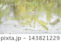 pond heron bird hunting for shellfish by pinch in water on paddy field in evening 143821229