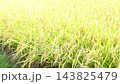 稻田 143825479