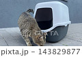 Tabby cat sniffing a new hooded litter box 143829877