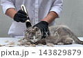 Cat being deshedded by a groomer on a table 143829879