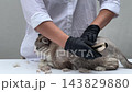 Groomer using a deshedding brush on a cat 143829880