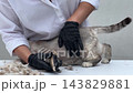 Groomer in black gloves combing out cat fur 143829881