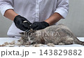 Groomer removing loose undercoat from a cat 143829882