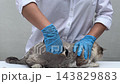 Groomer in blue gloves brushing a cat 143829883