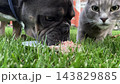 Bulldog and gray cat eating food together on the grass 143829885