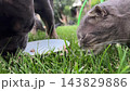 Gray cat and bulldog eating side by side on the lawn 143829886
