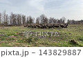 Flock of sheep running across a spring pasture 143829887