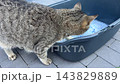 Tabby cat stepping into a litter tray with silica litter 143829889