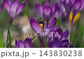 Bumblebee collecting nectar and pollen from blooming crocus flowers in early spring 143830238