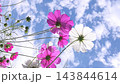 [豎屏影片] 低角度拍攝的波斯菊花田在秋風和天空中搖曳。 143844614