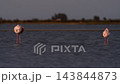 Two Resting Flamingos in Water at Dusk Timelapse 143844873