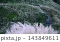 Hiking trail through silver grass fields on Mount Qixing in Taipei 143849611