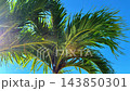 palm trees and the sun against the sky, sun rays through a palm branch 143850301
