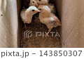 A group of fluffy newborn baby chicks sitting together inside a cardboard box. Small cute baby chickens in brooder box for poultry farming transport 143850307
