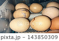 Eggshell cracking open with baby chicken hatching inside automatic home incubator close up view 143850309