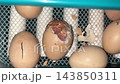 Close up of cracked egg shell with newborn poultry pecking from inside home incubator tray during hatching 143850311