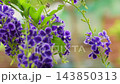 purple duranta flowers golden dewdrop sway in the wind on a green background 143850313