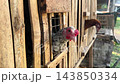 Domestic chickens sticking heads out from wooden bamboo cage coop on small Asian livestock farm outdoor daytime close up 143850334