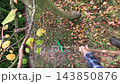 Man raking dead leaves in the garden using garden rake 143850876
