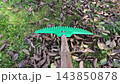 Man raking dead leaves in the garden using garden rake 143850878