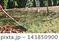 Man raking dead leaves in the garden using garden rake 143850900