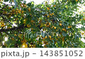 Branches of a tree laden with small yellow fruits outdoors 143851052