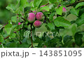 Wild rosehips and green leaves growing on a bush outdoors 143851095