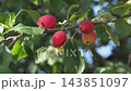 Ripe red fruits hanging on tree branches in a sunny orchard 143851097