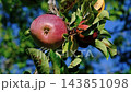 Ripe red apples hanging on a tree branch against a blue sky 143851098