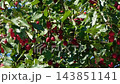 Lush green tree branches laden with small red berries outdoors 143851141