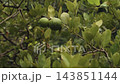 Lush green tree branches laden with fresh green fruits outdoors in nature 143851144