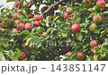 Lush green apple tree branches laden with ripe red apples outdoors in orchard 143851147