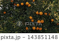Lush green citrus tree branches laden with ripe orange fruits outdoors 143851148