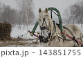 White Horse in Sleigh Harness in Snowy Winter Landscape. 143851755