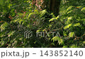 Pine leaves with old tree trunk in forest 143852140