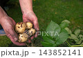 Gardener holding freshly harvested potatoes  143852141