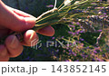 Hand holding bunch of lavender flowers  143852145