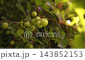 Ripe yellow damson plum fruit growing on tree 143852153