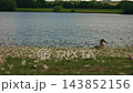 Duck bird by lake side with summer meadow flowers foreground 143852156