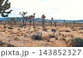 Arid desert scenery passing by during a road trip through joshua tree national park, featuring native yucca trees, dry brush and distant mountains under bright sunlight 143852327