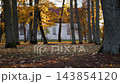 Autumn trees with fallen leaves in park and white building in soft evening light 143854120