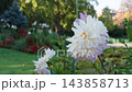 巴黎蒙索公園盛開的大麗花（伊芙琳）。 143858713