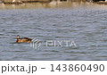 Wild mallard duck swimming in calm backwater of Ob River 143860490