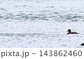 Mallard drakes splashing and playing in backwater of Ob River 143862460
