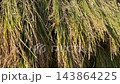 Rice stalks being sun-dried after harvest in the terraced rice fields of Hirabayashi, Fujikawa Town, Yamanashi Prefecture, with a view of Mount Fuji. 143864225