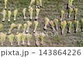 Rice stalks being sun-dried after harvest in the terraced rice fields of Hirabayashi, Fujikawa Town, Yamanashi Prefecture, with a view of Mount Fuji. 143864226